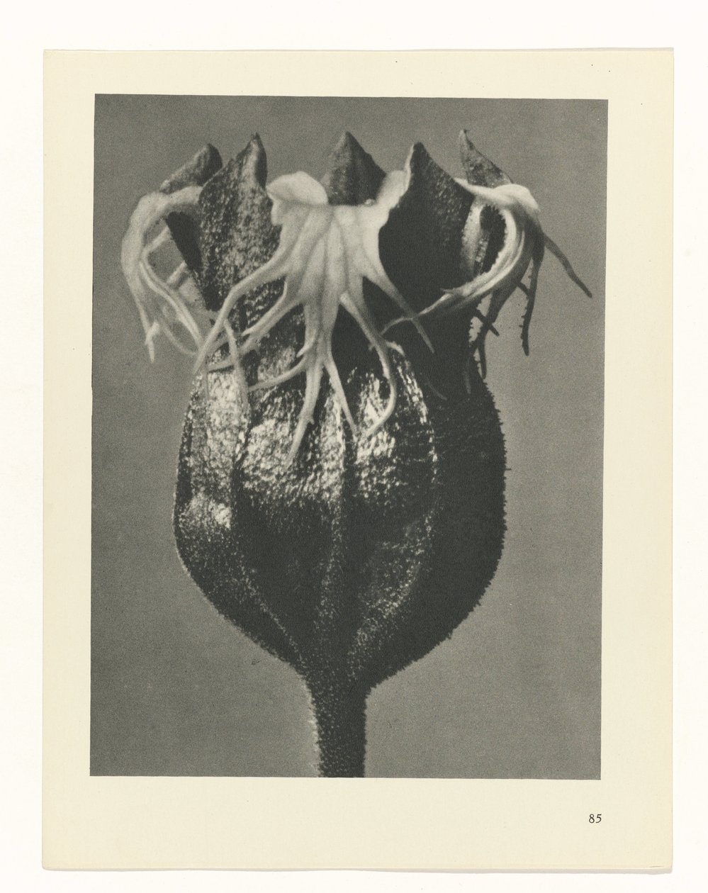 terv tanulmány A művészet archetípusai (sorozat címe) alkotó: Karl Blossfeldt