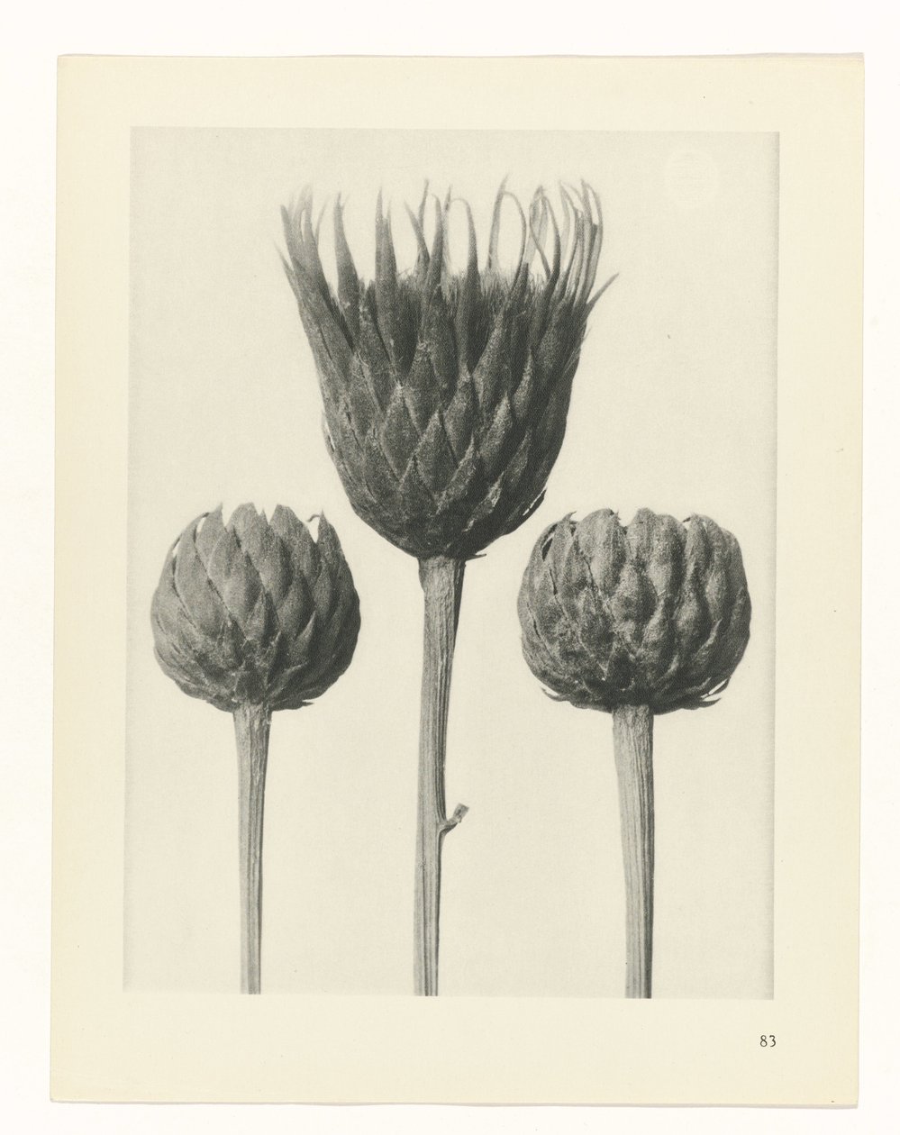 terv tanulmány A művészet archetípusai (sorozat címe) alkotó: Karl Blossfeldt