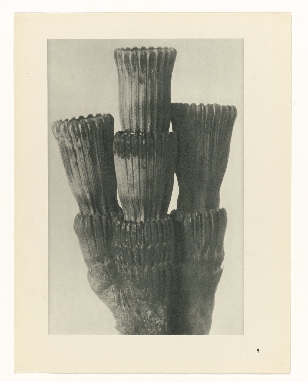 terv tanulmány A művészet archetípusai (sorozat címe) alkotó: Karl Blossfeldt