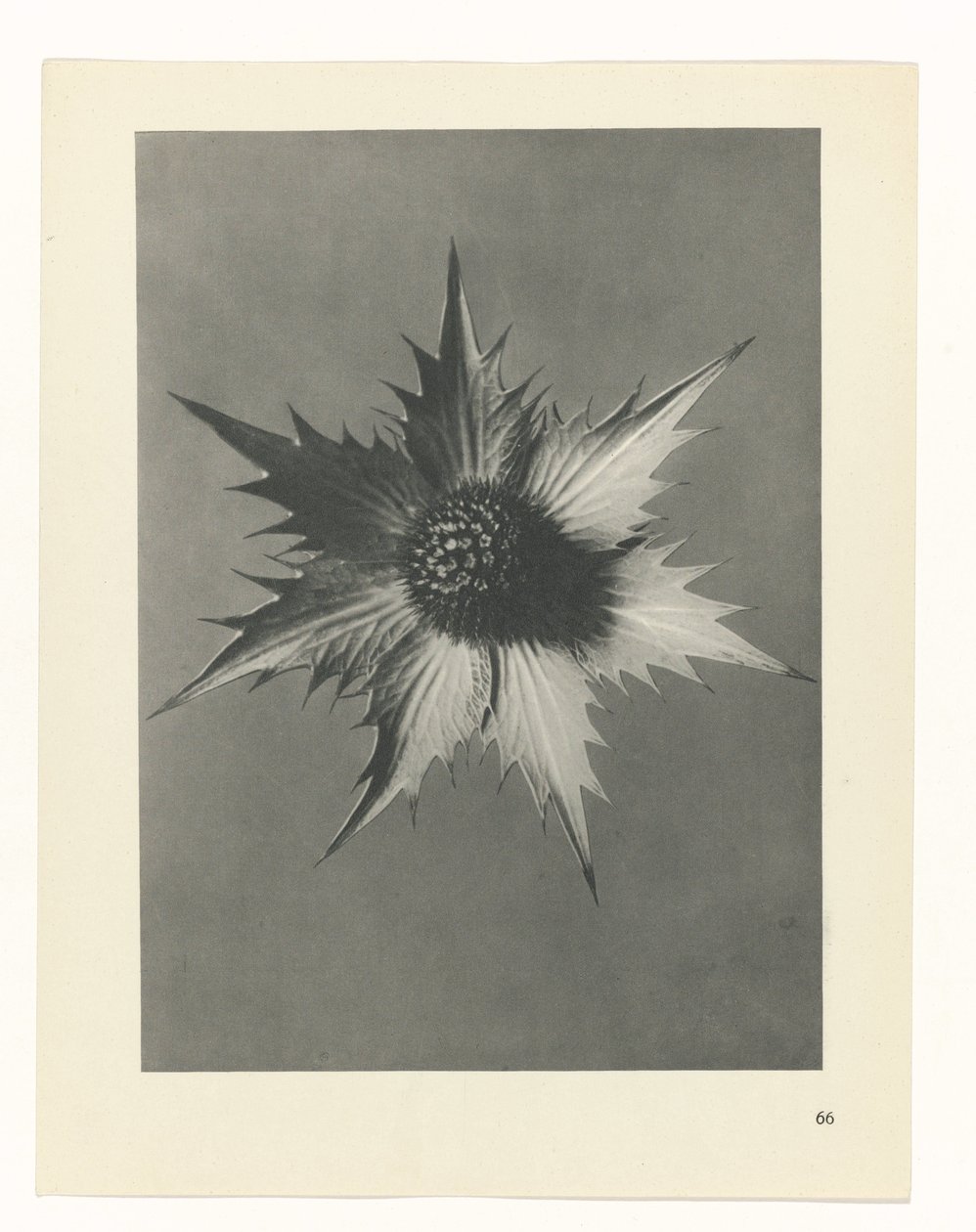 terv tanulmány A művészet archetípusai (sorozat címe) alkotó: Karl Blossfeldt