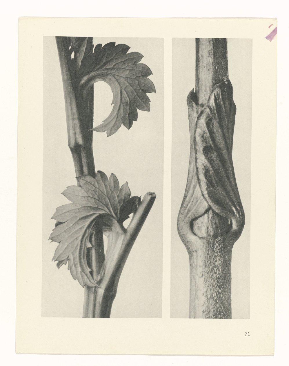 terv tanulmány A művészet archetípusai (sorozat címe) alkotó: Karl Blossfeldt