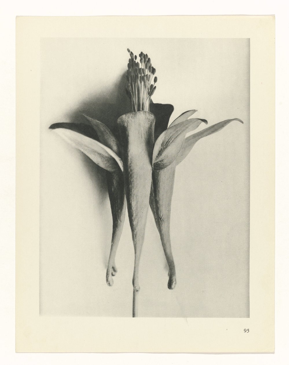 terv tanulmány A művészet archetípusai (sorozat címe) alkotó: Karl Blossfeldt