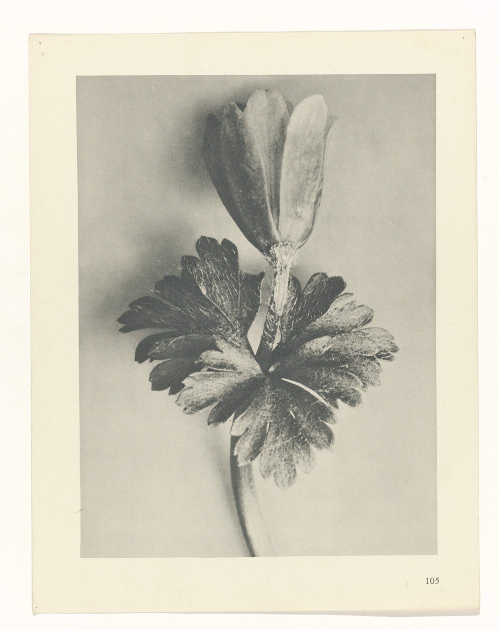 terv tanulmány A művészet archetípusai (sorozat címe) alkotó: Karl Blossfeldt