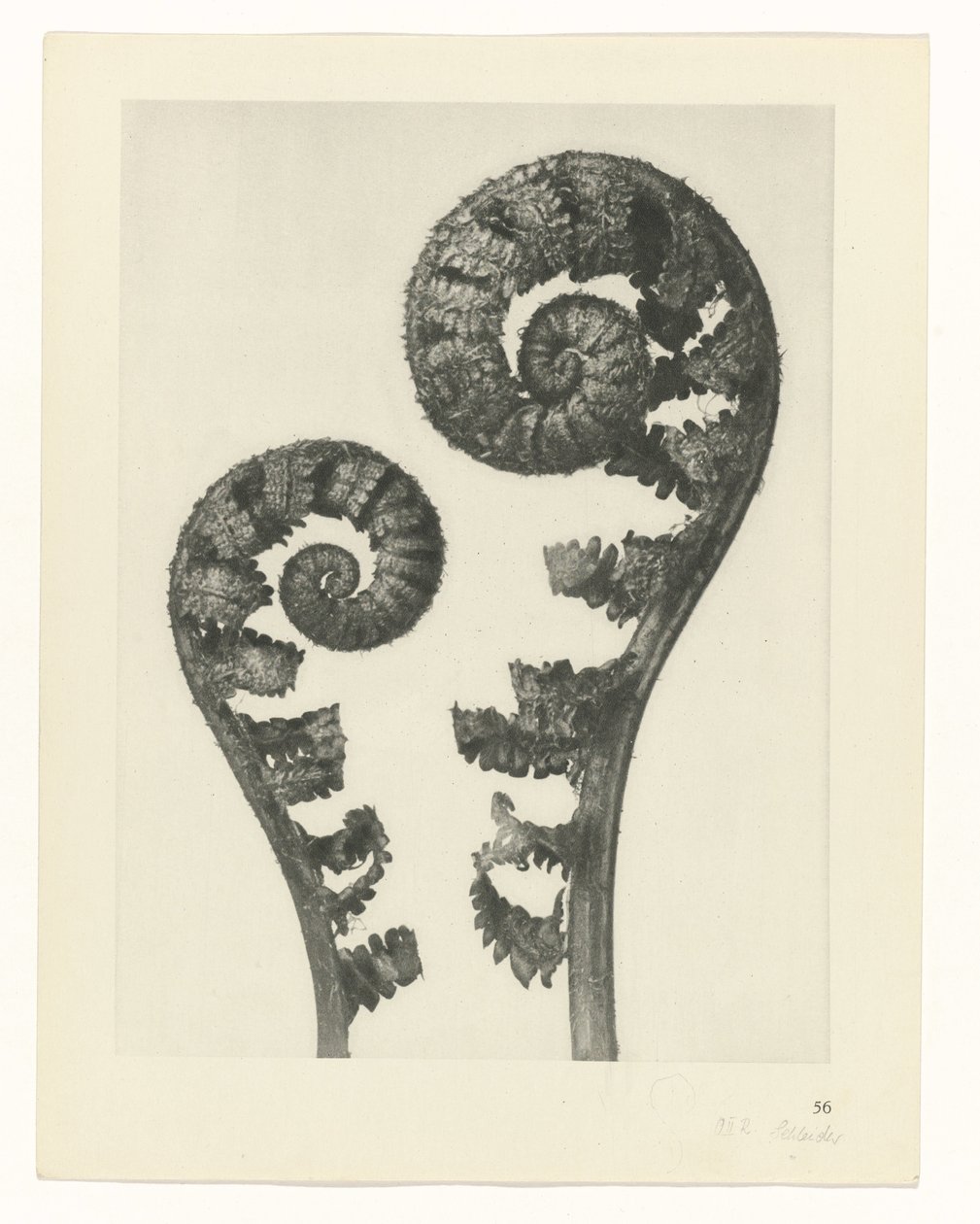 terv tanulmány A művészet archetípusai (sorozat címe) alkotó: Karl Blossfeldt