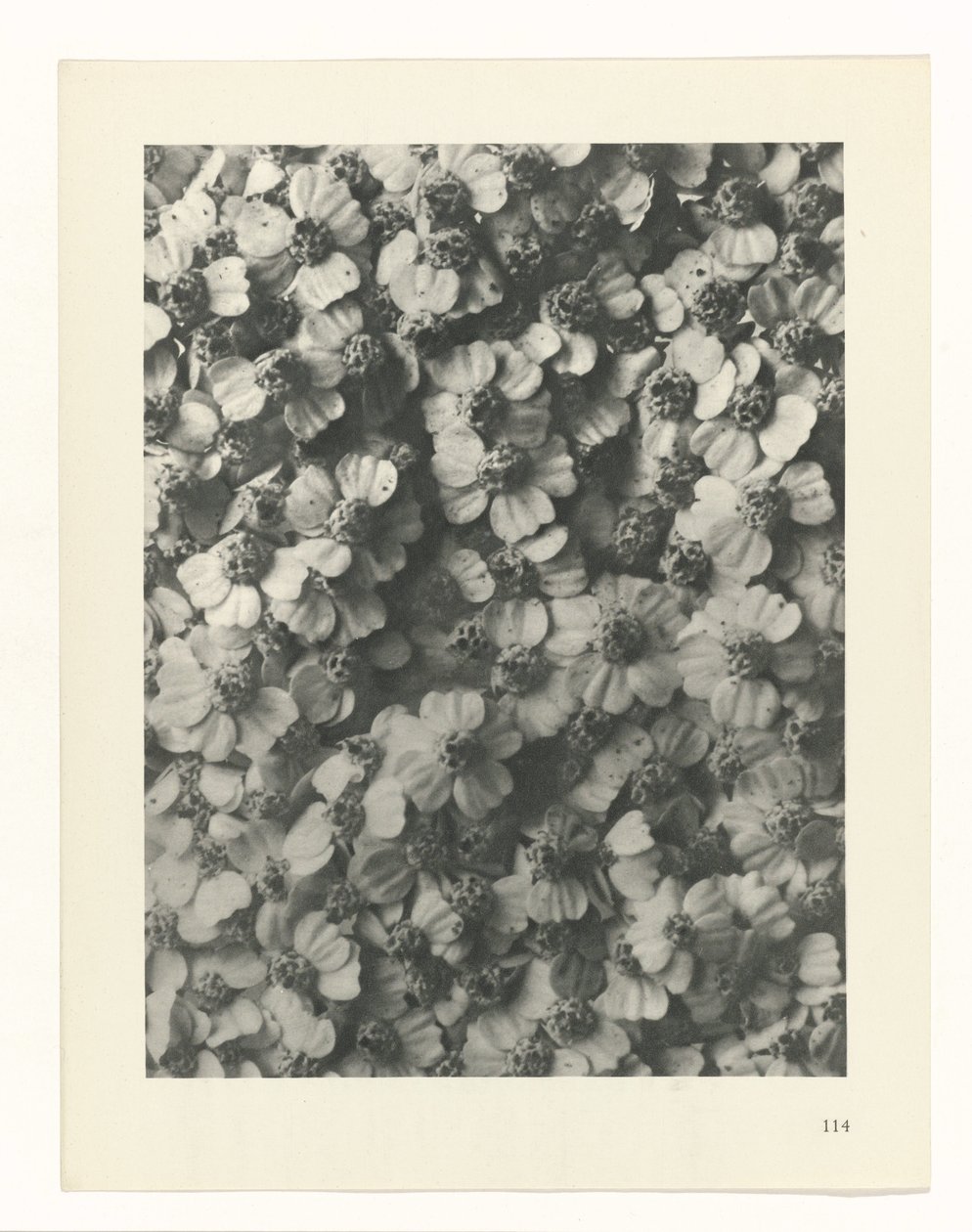 terv tanulmány A művészet archetípusai (sorozat címe) alkotó: Karl Blossfeldt