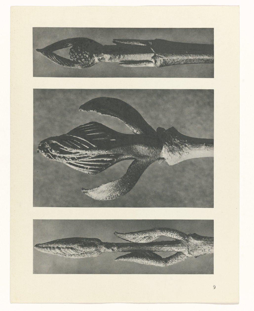 terv tanulmány A művészet archetípusai (sorozat címe) alkotó: Karl Blossfeldt