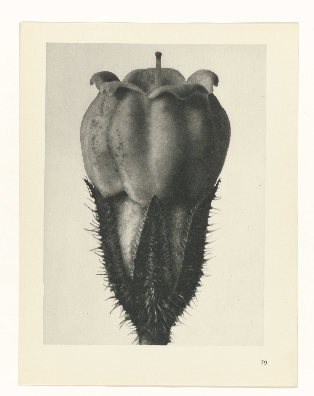 terv tanulmány A művészet archetípusai (sorozat címe) alkotó: Karl Blossfeldt