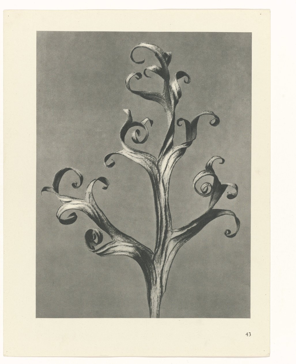 terv tanulmány A művészet archetípusai (sorozat címe) alkotó: Karl Blossfeldt