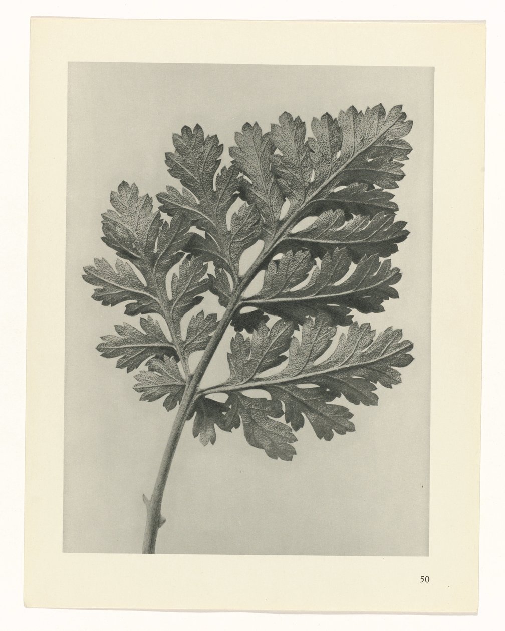 terv tanulmány A művészet archetípusai (sorozat címe) alkotó: Karl Blossfeldt