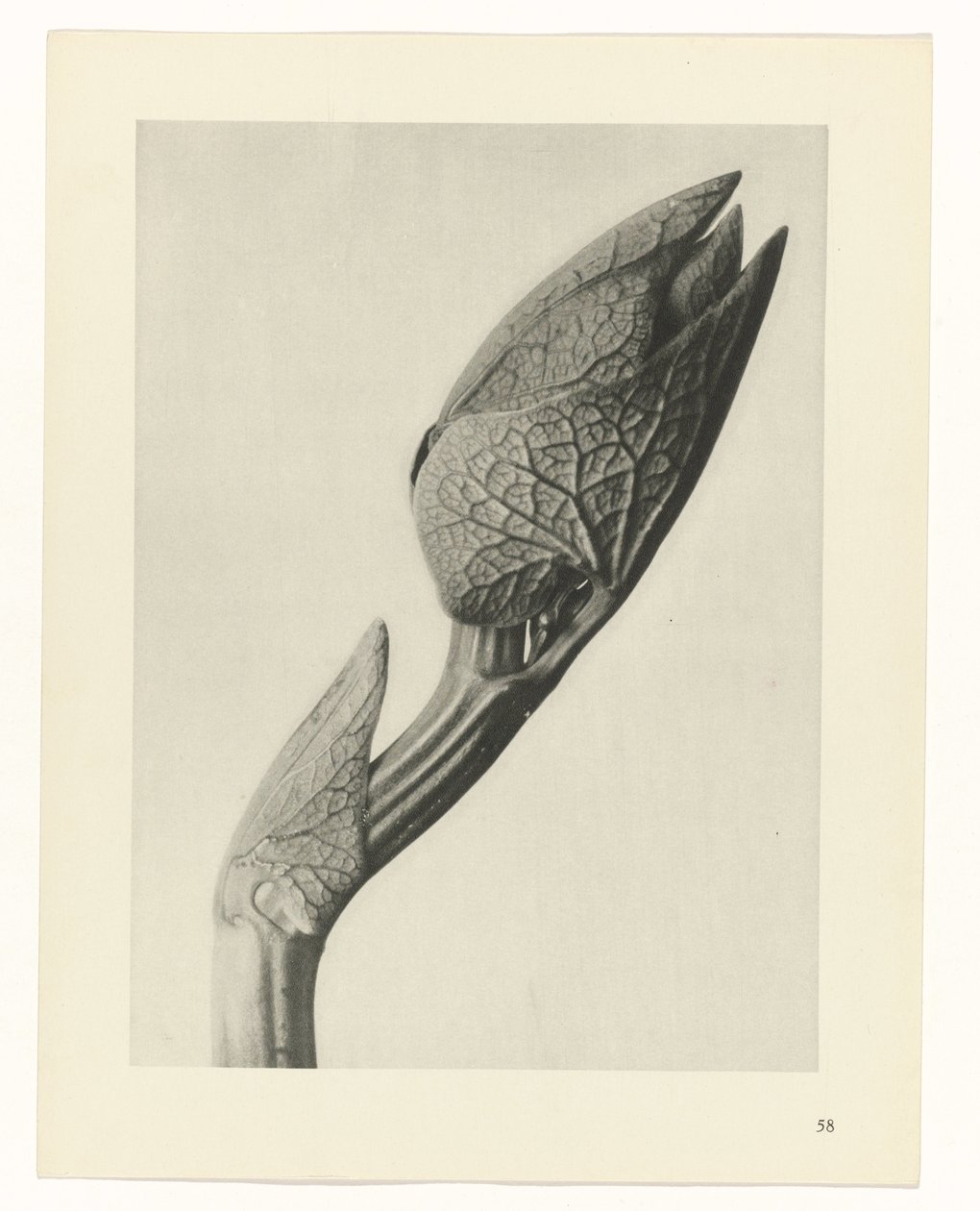 terv tanulmány A művészet archetípusai (sorozat címe) alkotó: Karl Blossfeldt
