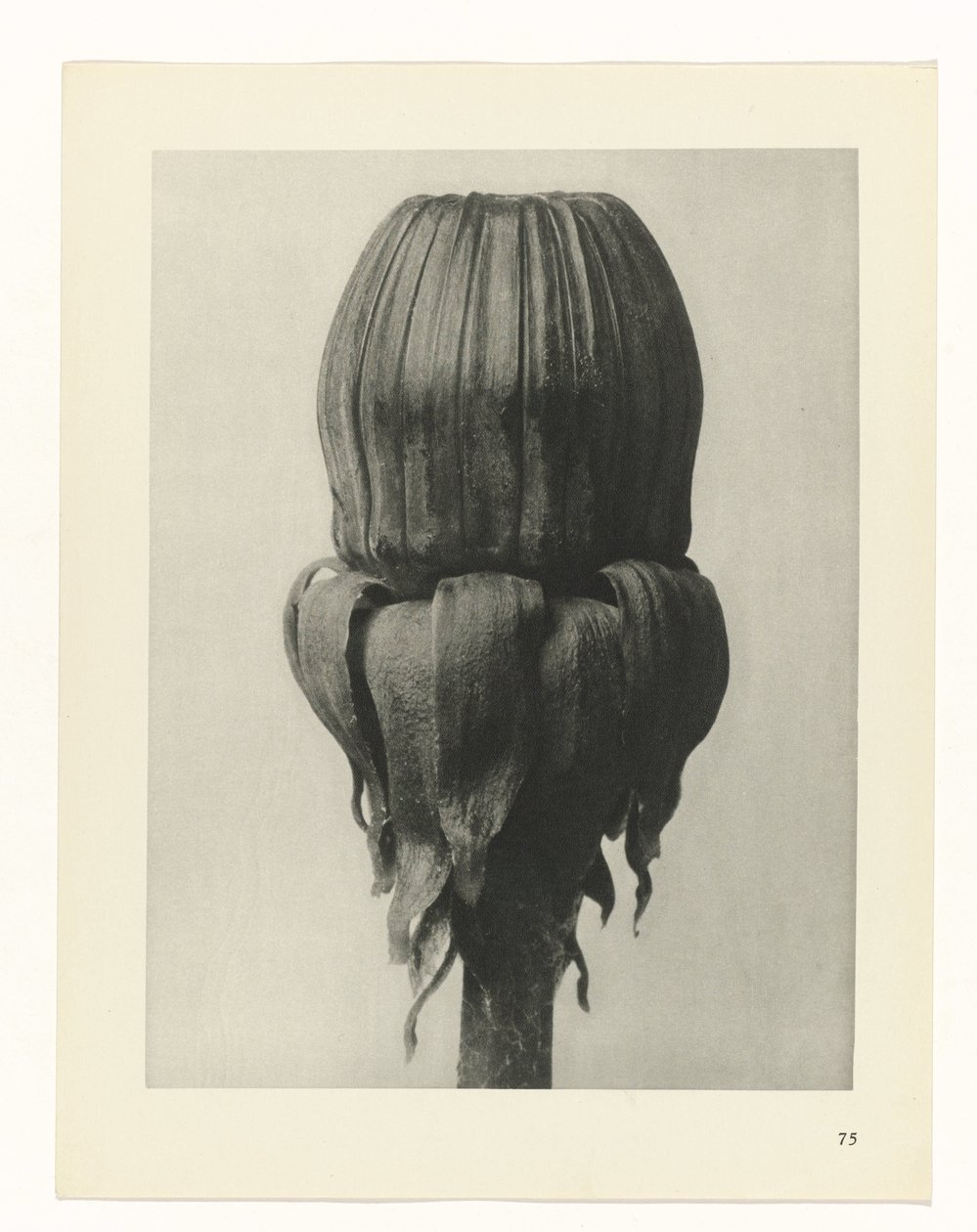 terv tanulmány A művészet archetípusai (sorozat címe) alkotó: Karl Blossfeldt