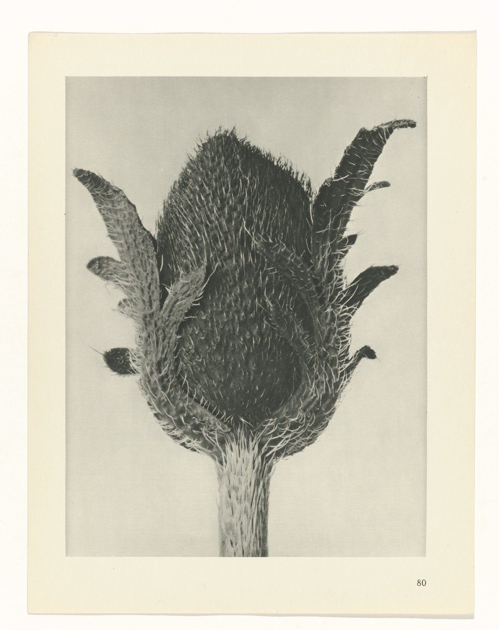 terv tanulmány A művészet archetípusai (sorozat címe) alkotó: Karl Blossfeldt