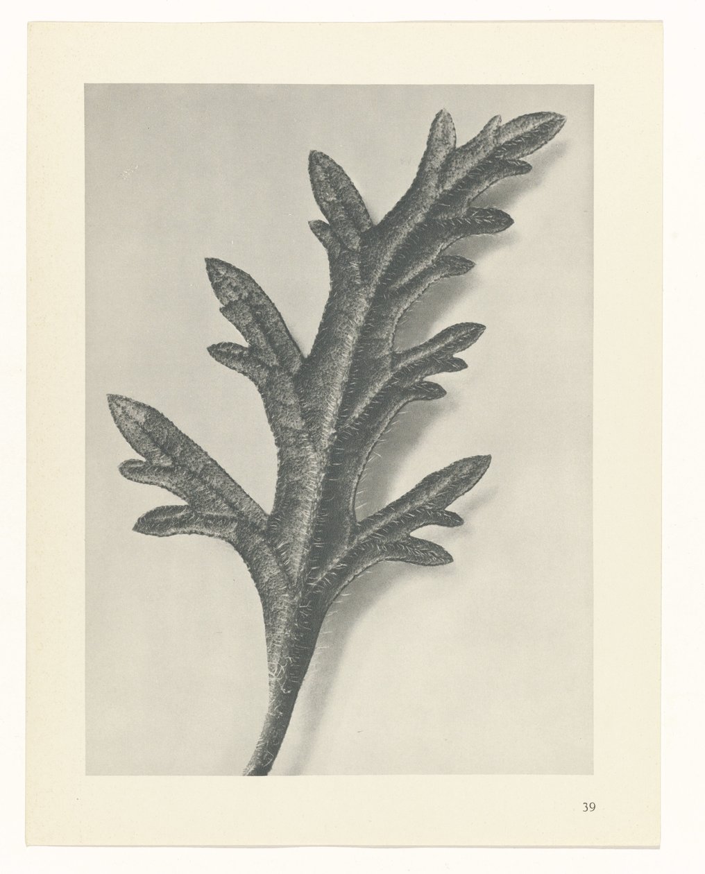 terv tanulmány A művészet archetípusai (sorozat címe) alkotó: Karl Blossfeldt