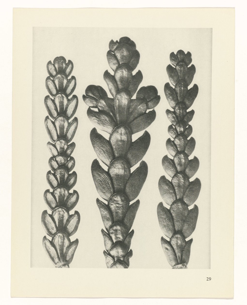 terv tanulmány A művészet archetípusai (sorozat címe) alkotó: Karl Blossfeldt