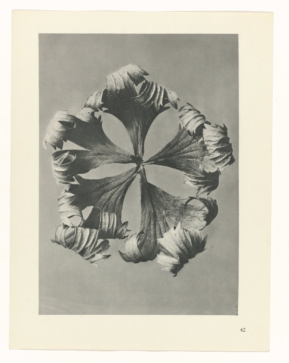 terv tanulmány A művészet archetípusai (sorozat címe) alkotó: Karl Blossfeldt