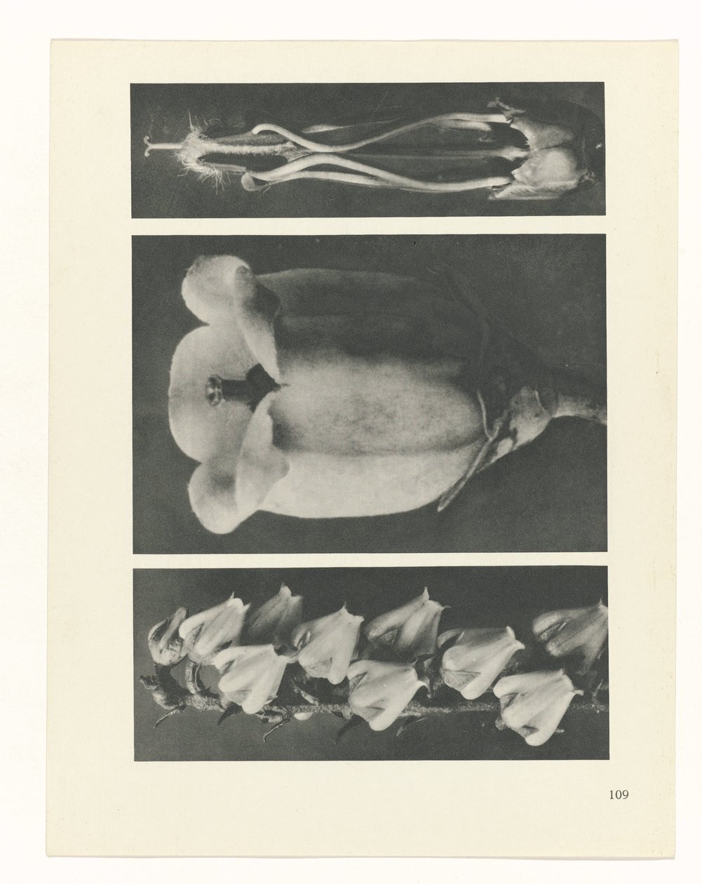 terv tanulmány A művészet archetípusai (sorozat címe) alkotó: Karl Blossfeldt