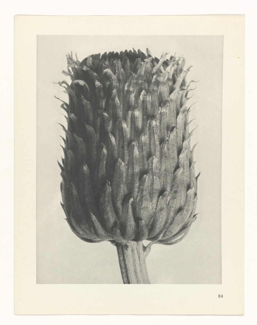 terv tanulmány A művészet archetípusai (sorozat címe) alkotó: Karl Blossfeldt