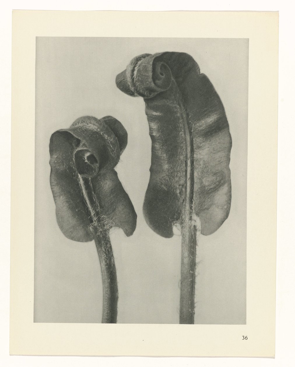 terv tanulmány A művészet archetípusai (sorozat címe) alkotó: Karl Blossfeldt