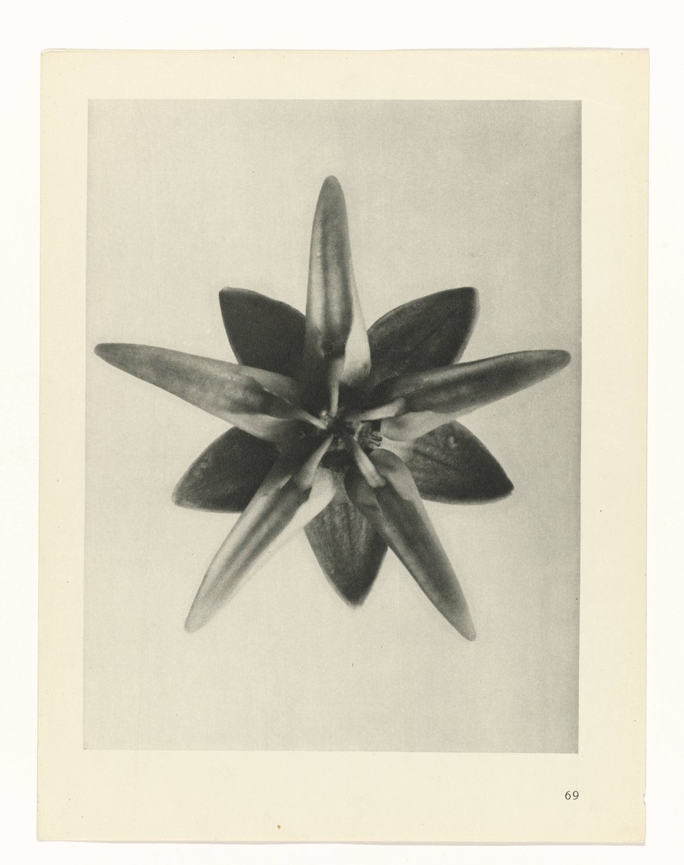 terv tanulmány A művészet archetípusai (sorozat címe) alkotó: Karl Blossfeldt