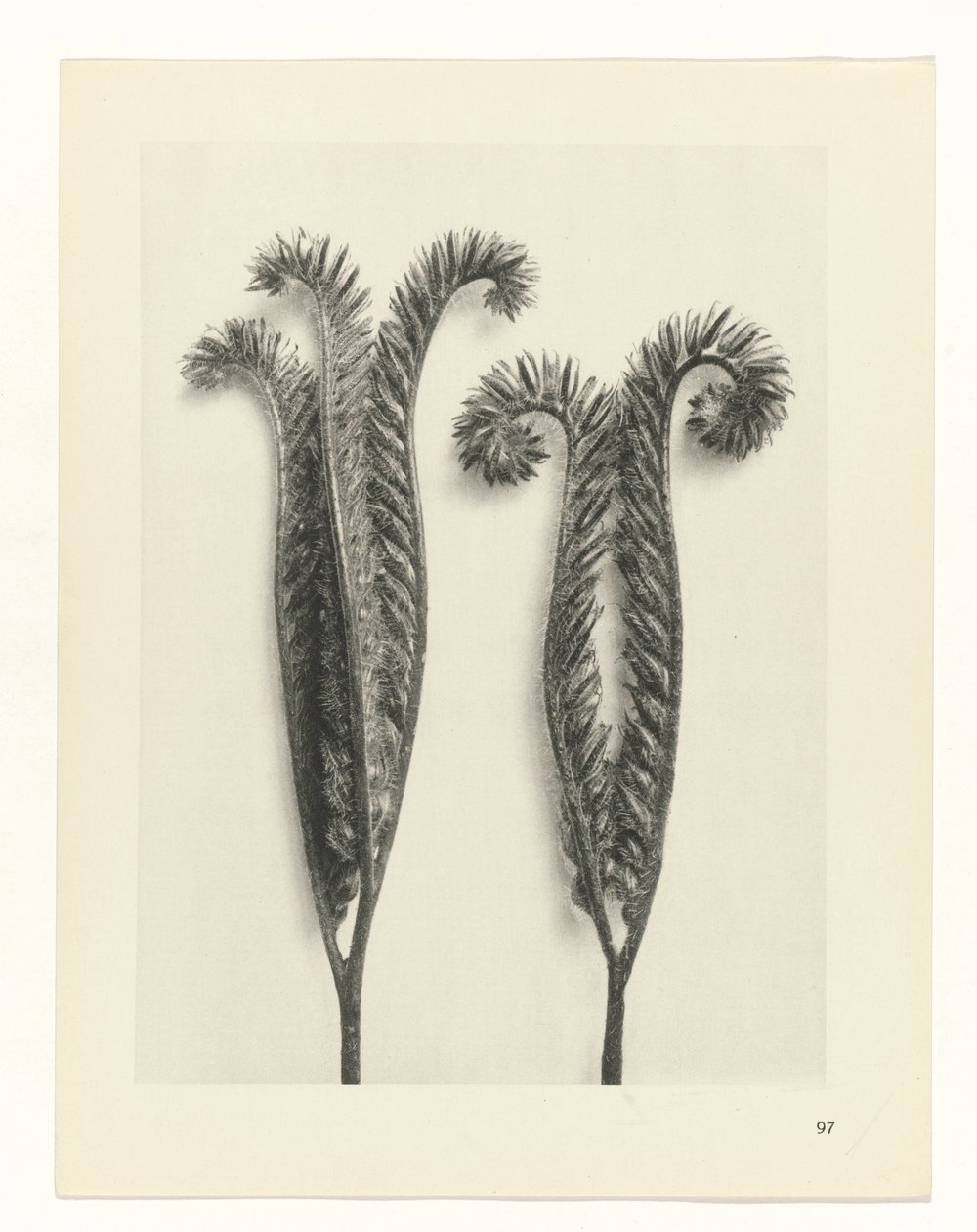 terv tanulmány A művészet archetípusai (sorozat címe) alkotó: Karl Blossfeldt