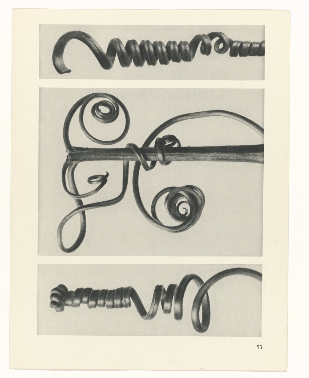 terv tanulmány A művészet archetípusai (sorozat címe) alkotó: Karl Blossfeldt