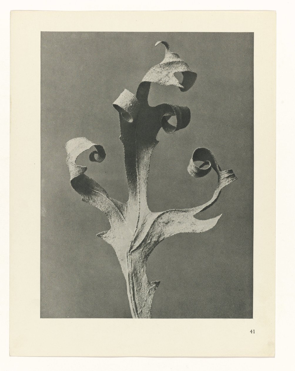 terv tanulmány A művészet archetípusai (sorozat címe) alkotó: Karl Blossfeldt