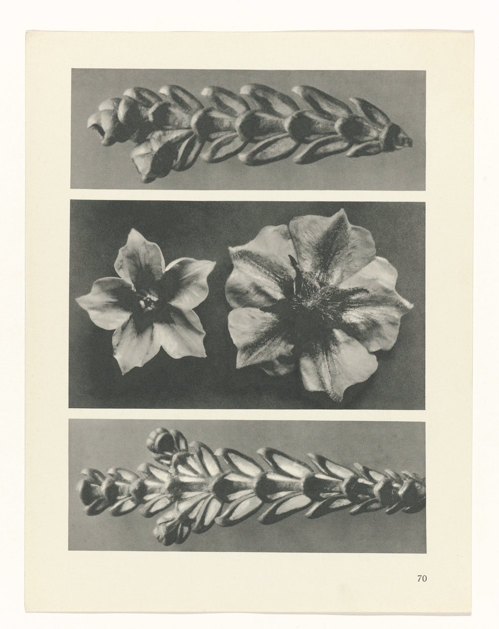terv tanulmány A művészet archetípusai (sorozat címe) alkotó: Karl Blossfeldt