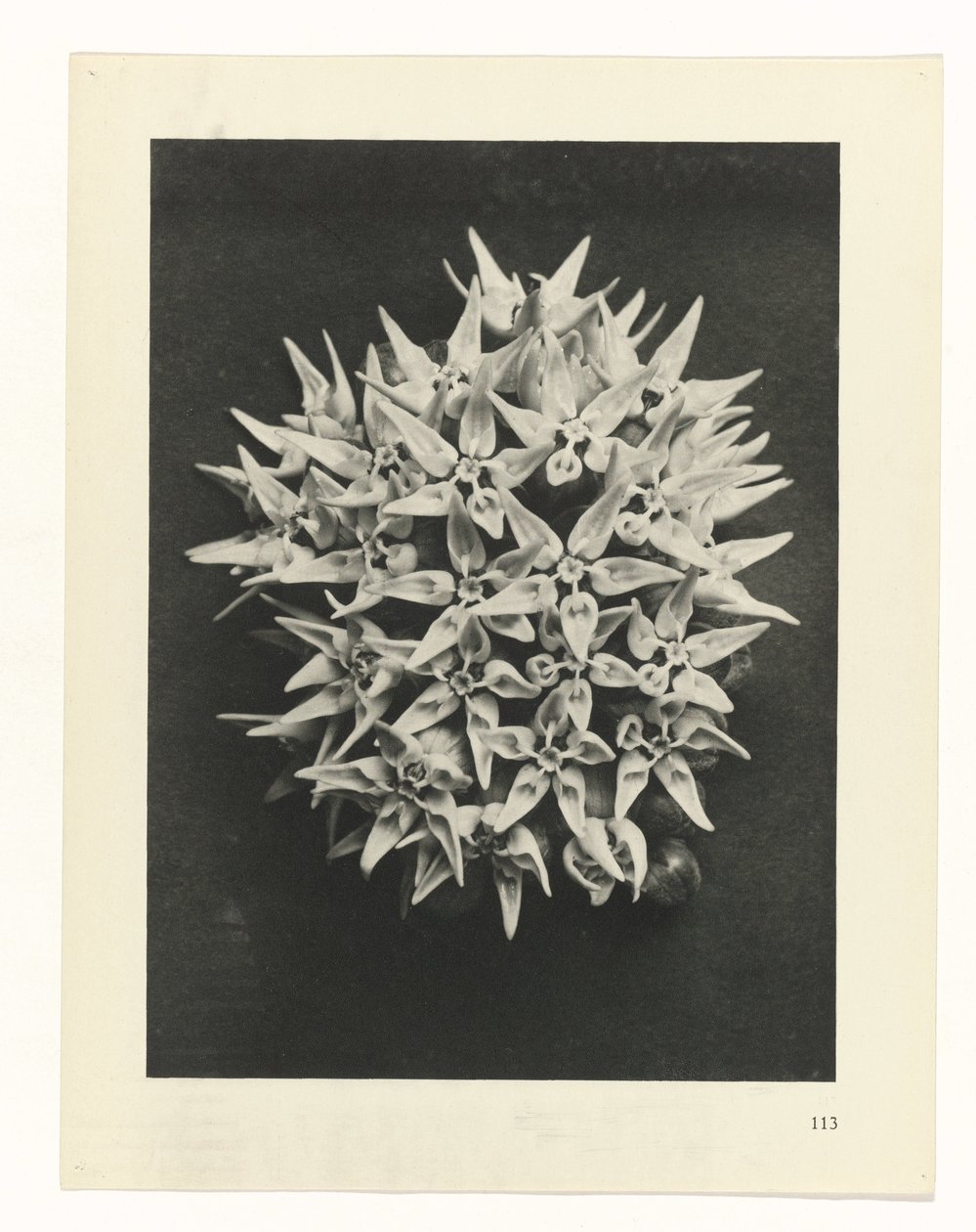 terv tanulmány A művészet archetípusai (sorozat címe) alkotó: Karl Blossfeldt