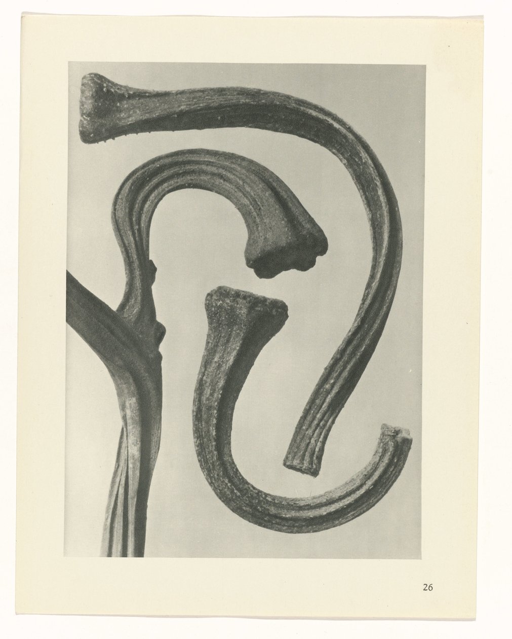 terv tanulmány A művészet archetípusai (sorozat címe) alkotó: Karl Blossfeldt