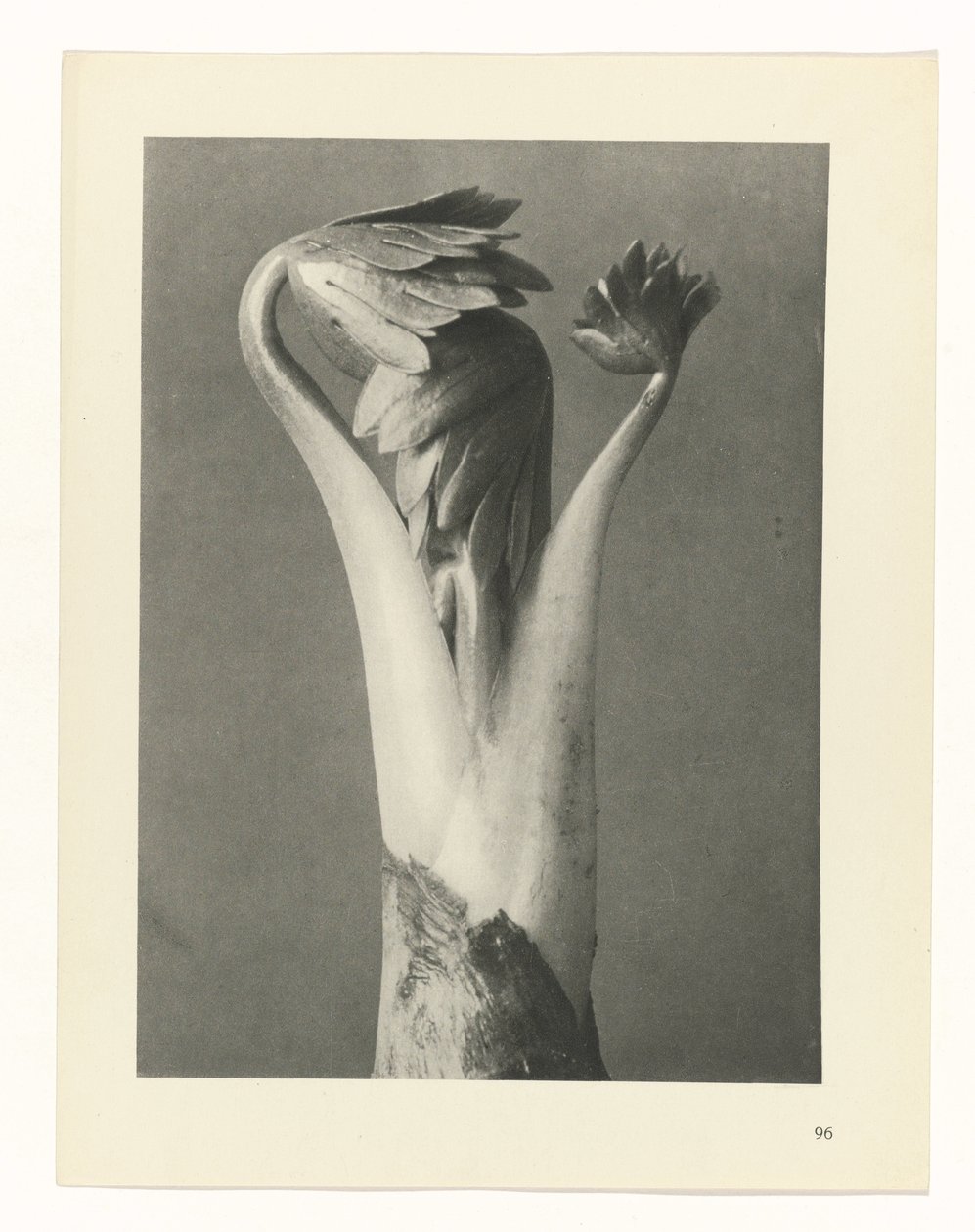 terv tanulmány A művészet archetípusai (sorozat címe) alkotó: Karl Blossfeldt