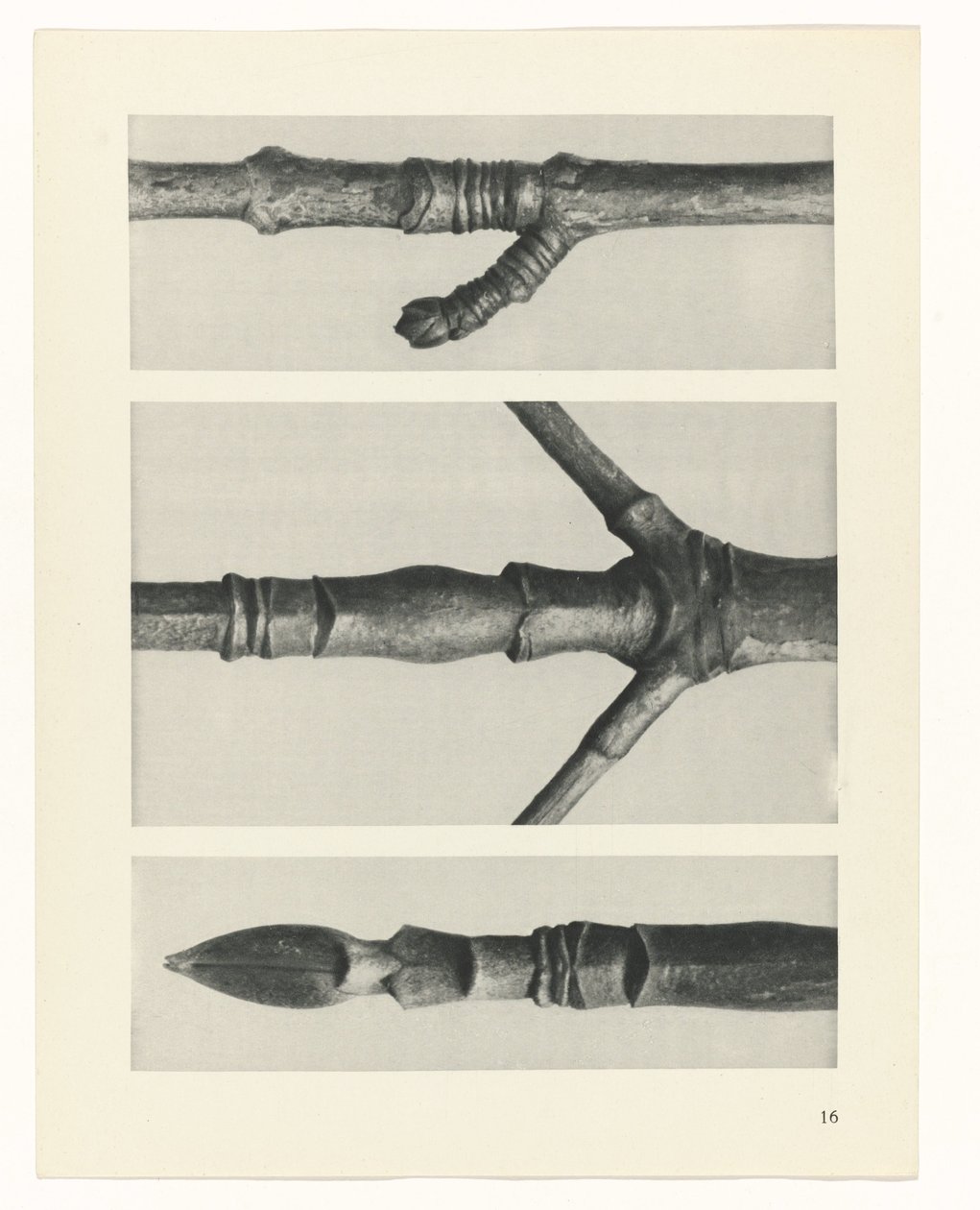 terv tanulmány A művészet archetípusai (sorozat címe) alkotó: Karl Blossfeldt