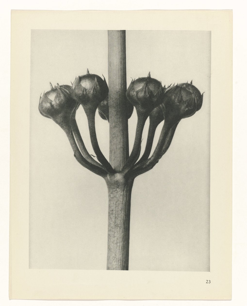 terv tanulmány A művészet archetípusai (sorozat címe) alkotó: Karl Blossfeldt