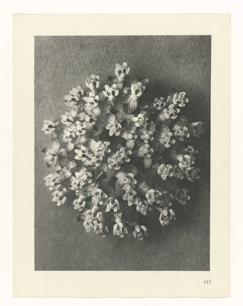 terv tanulmány A művészet archetípusai (sorozat címe) alkotó: Karl Blossfeldt