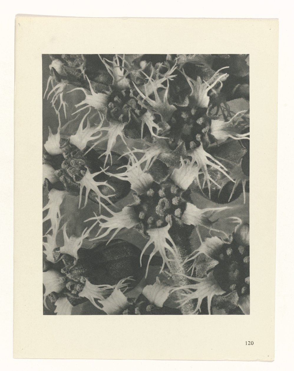 terv tanulmány A művészet archetípusai (sorozat címe) alkotó: Karl Blossfeldt