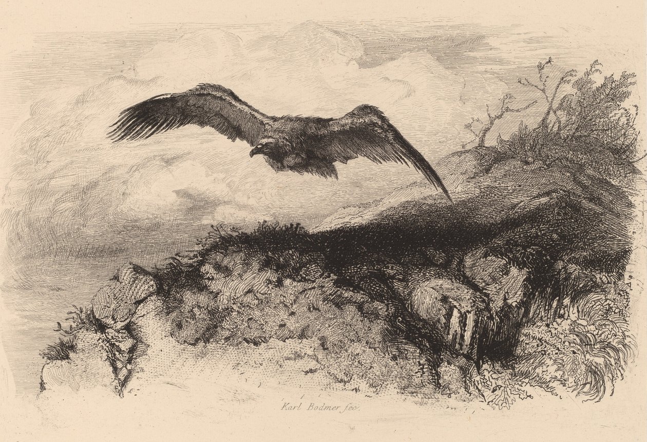 Sas repülés közben. alkotó: Karl Bodmer