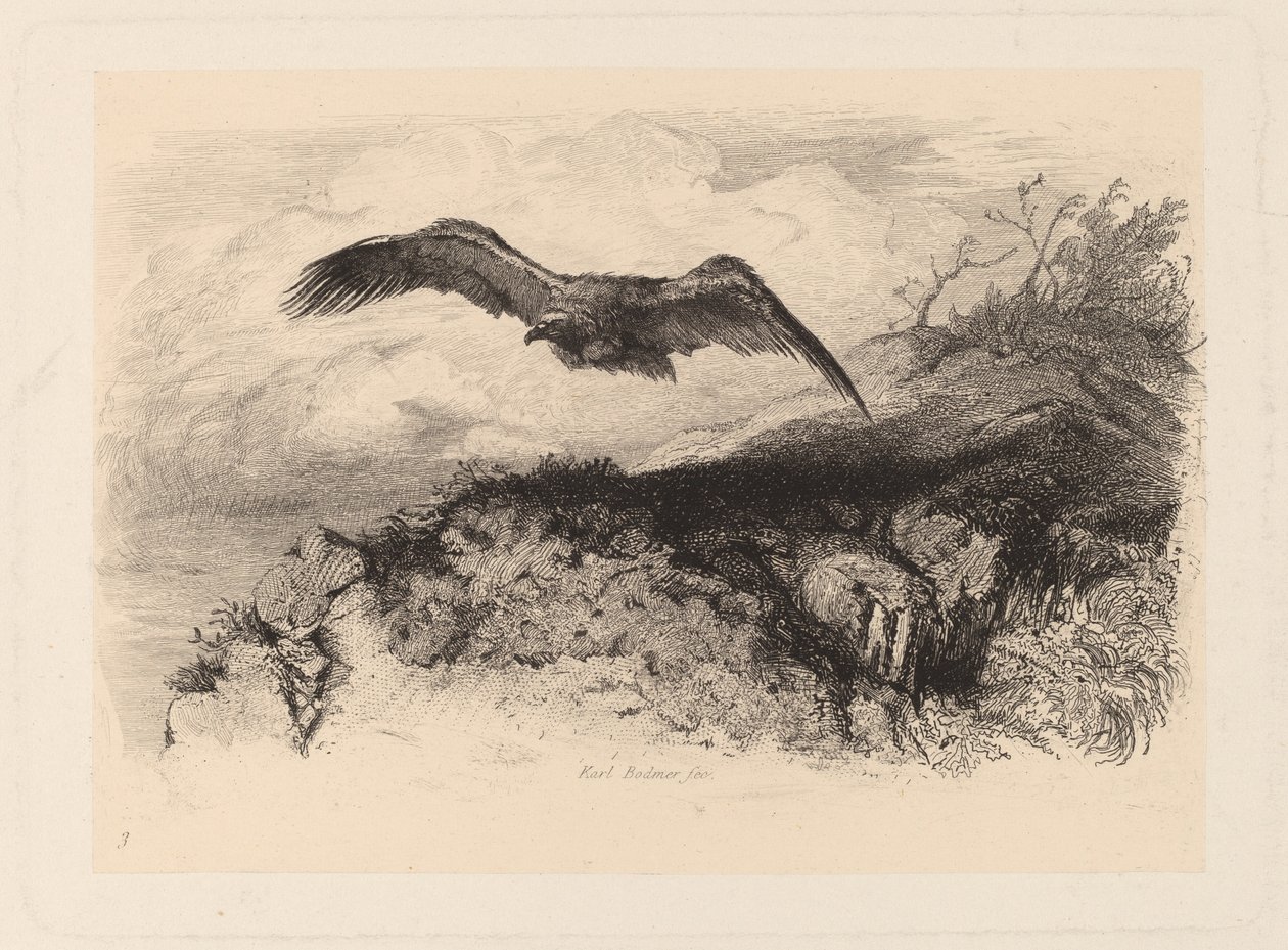 repülő sas alkotó: Karl Bodmer