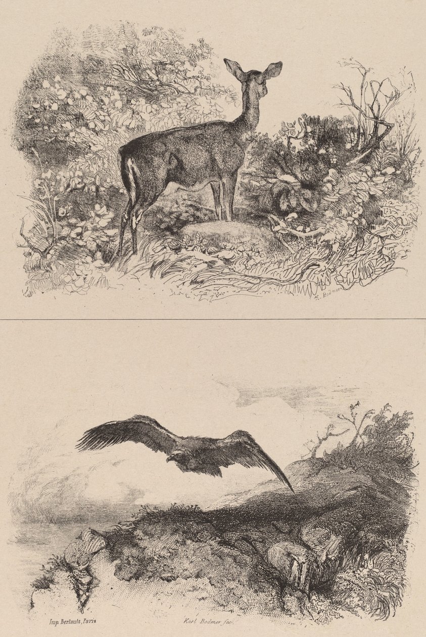 Doe, Eagle. alkotó: Karl Bodmer
