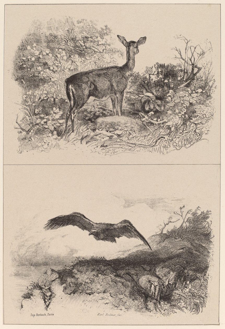 Doe, Eagle alkotó: Karl Bodmer
