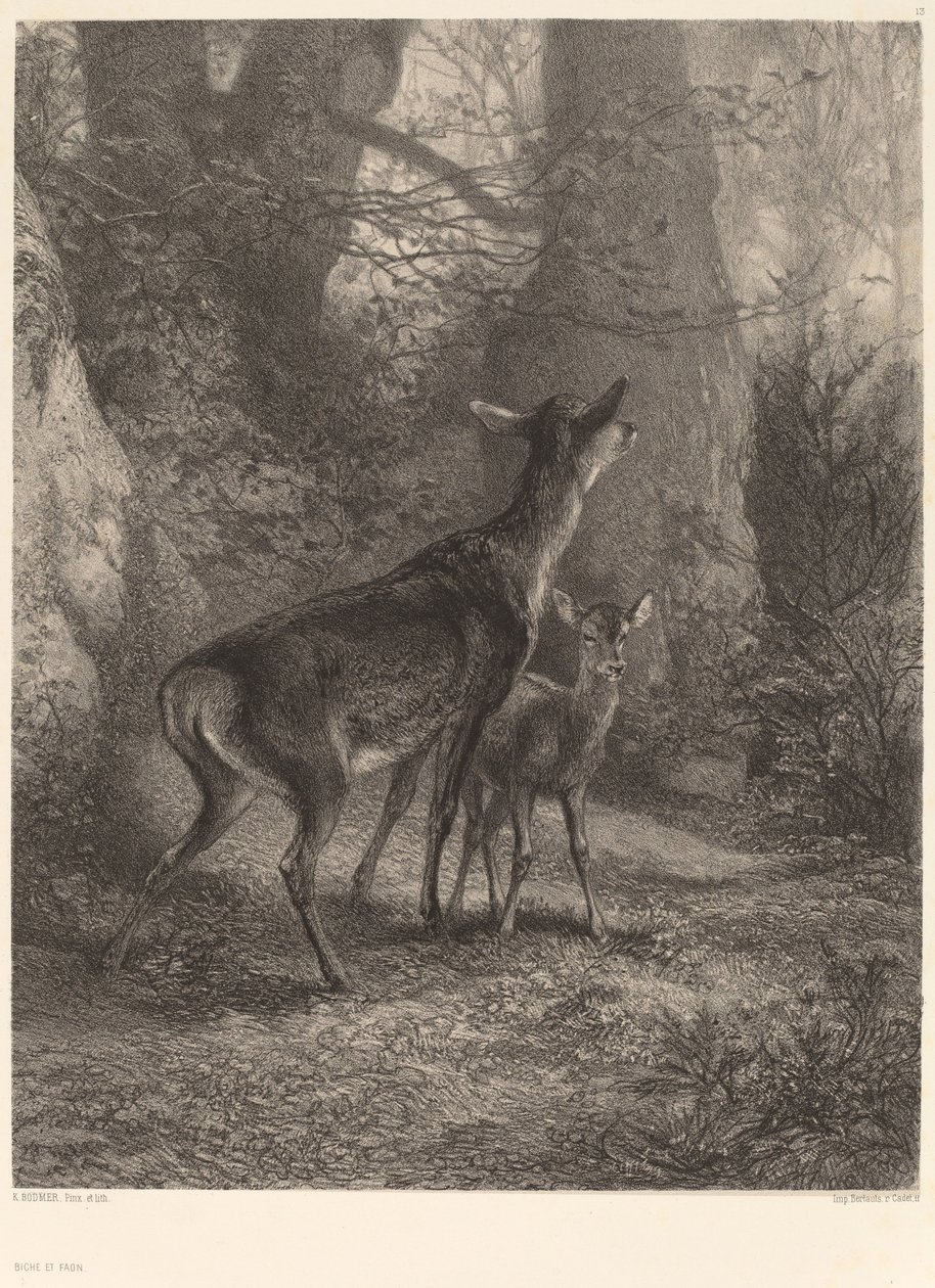 Doe és Fawn alkotó: Karl Bodmer