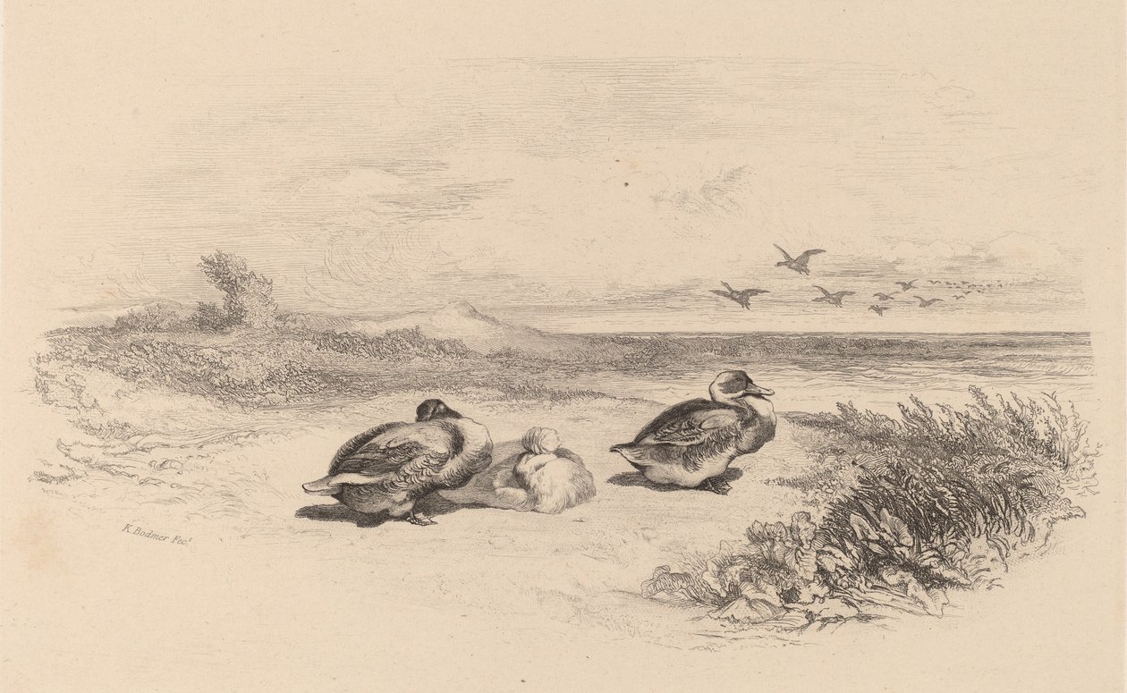Vadkacsák. alkotó: Karl Bodmer