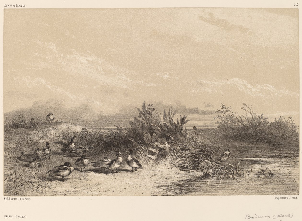 Vadkacsák. alkotó: Karl Bodmer