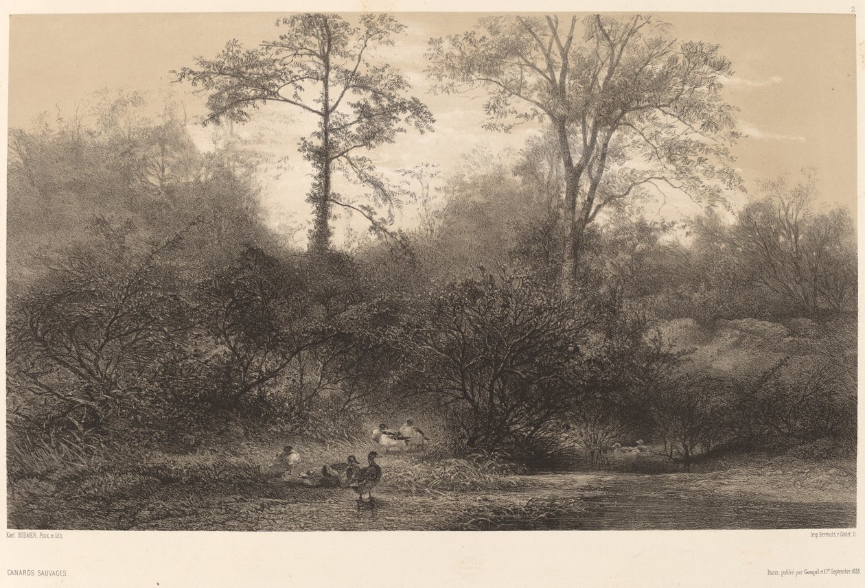 Vadkacsák. alkotó: Karl Bodmer