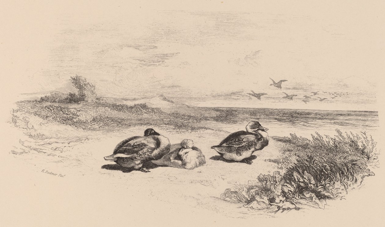 Vadkacsák. alkotó: Karl Bodmer