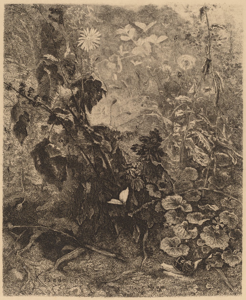 Csigák és pillangók. alkotó: Karl Bodmer