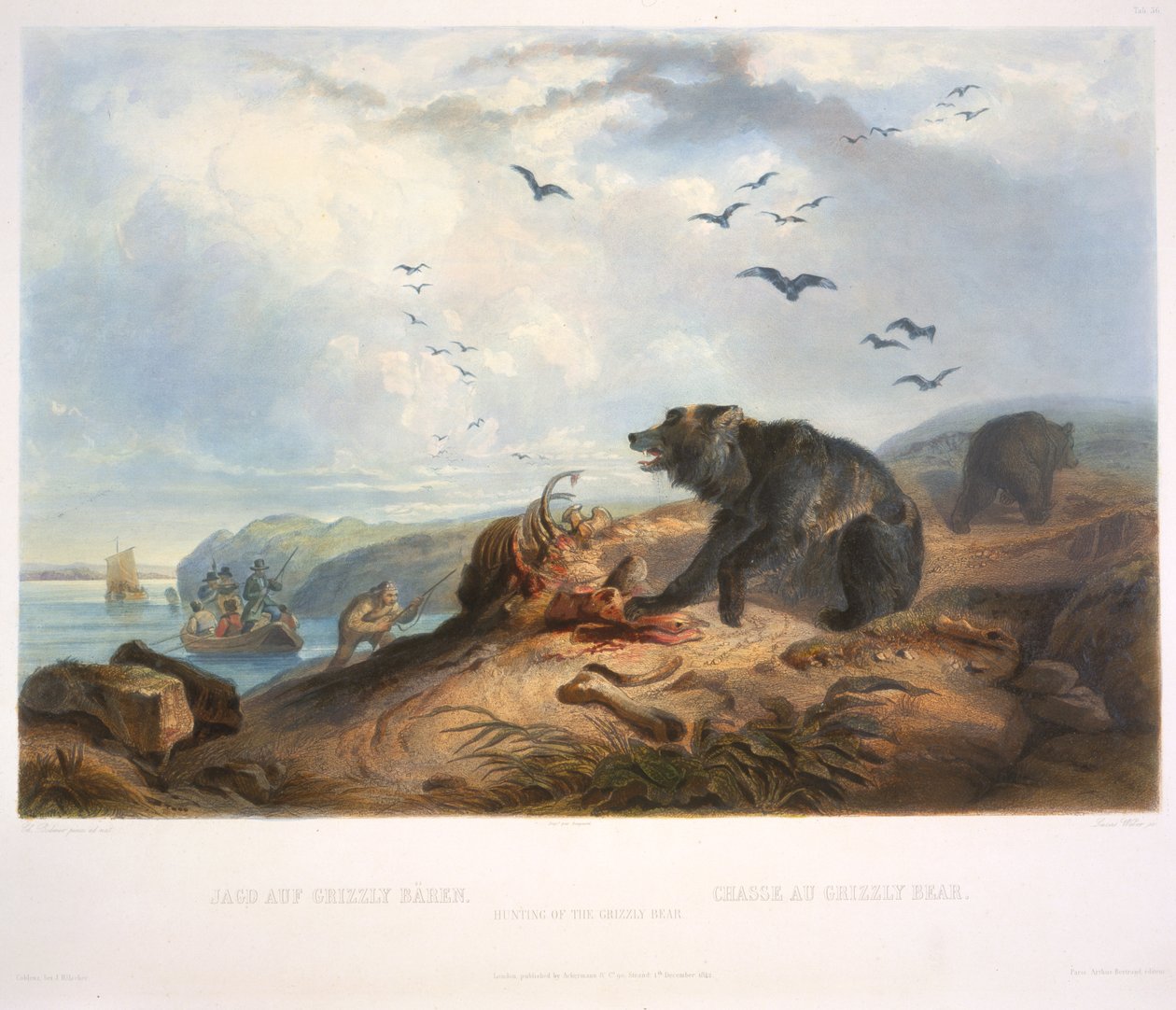 A Grizzly Medve vadászata alkotó: Karl Bodmer
