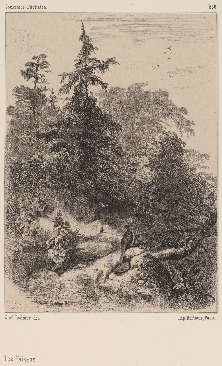 Fácánok alkotó: Karl Bodmer