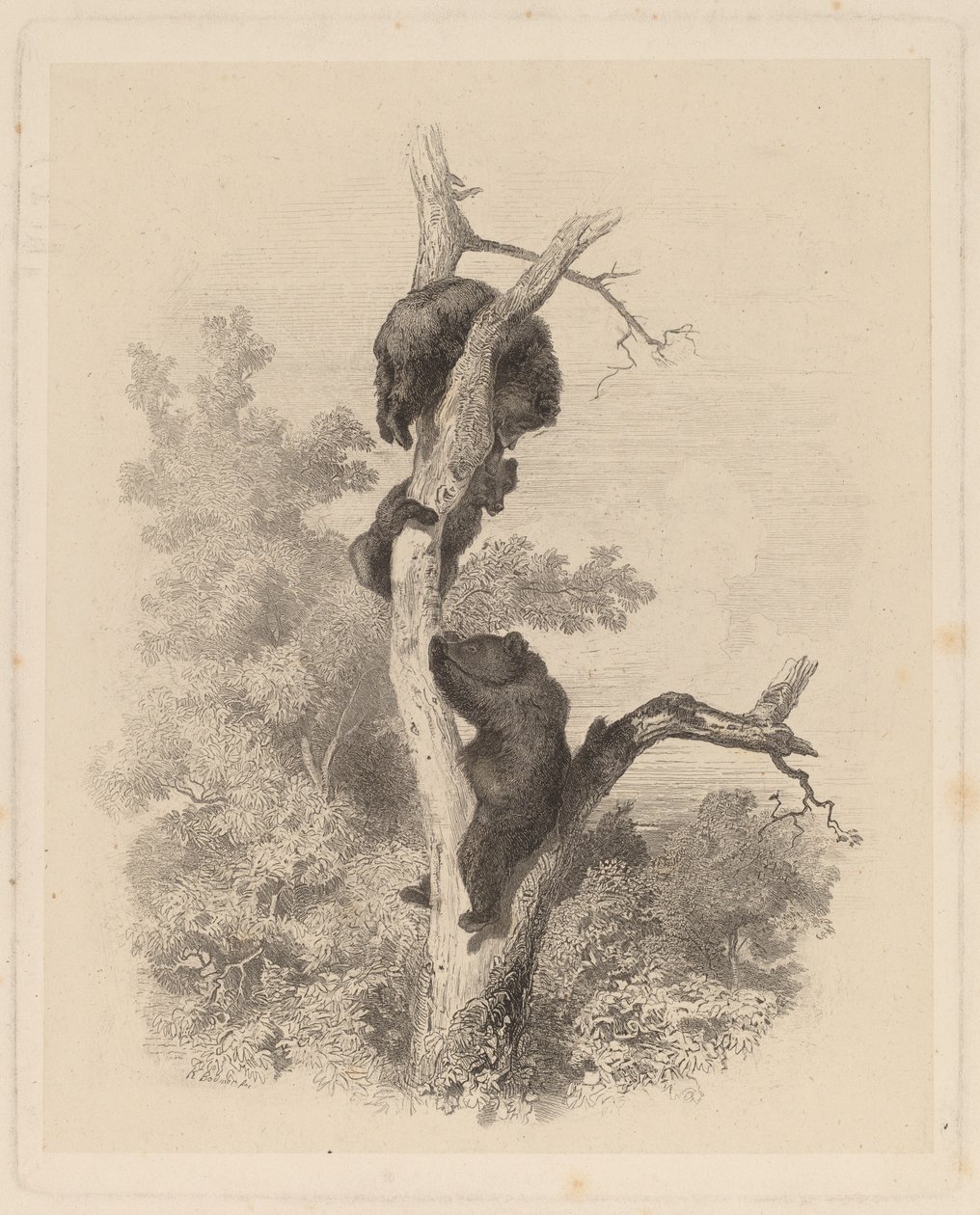 Les Ours (The Bears) alkotó: Karl Bodmer