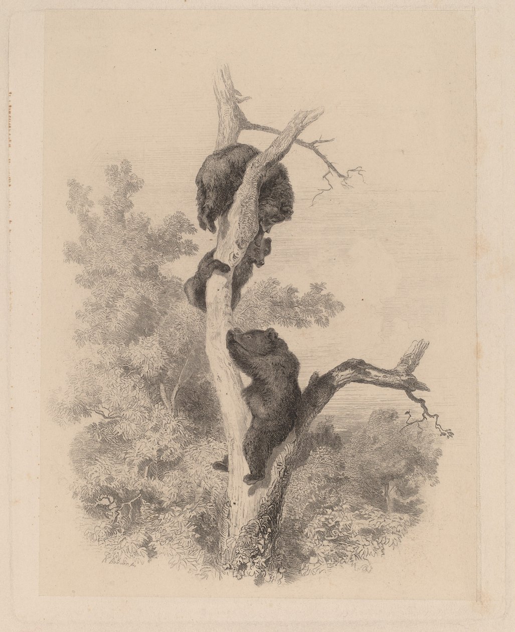 A Medvék alkotó: Karl Bodmer