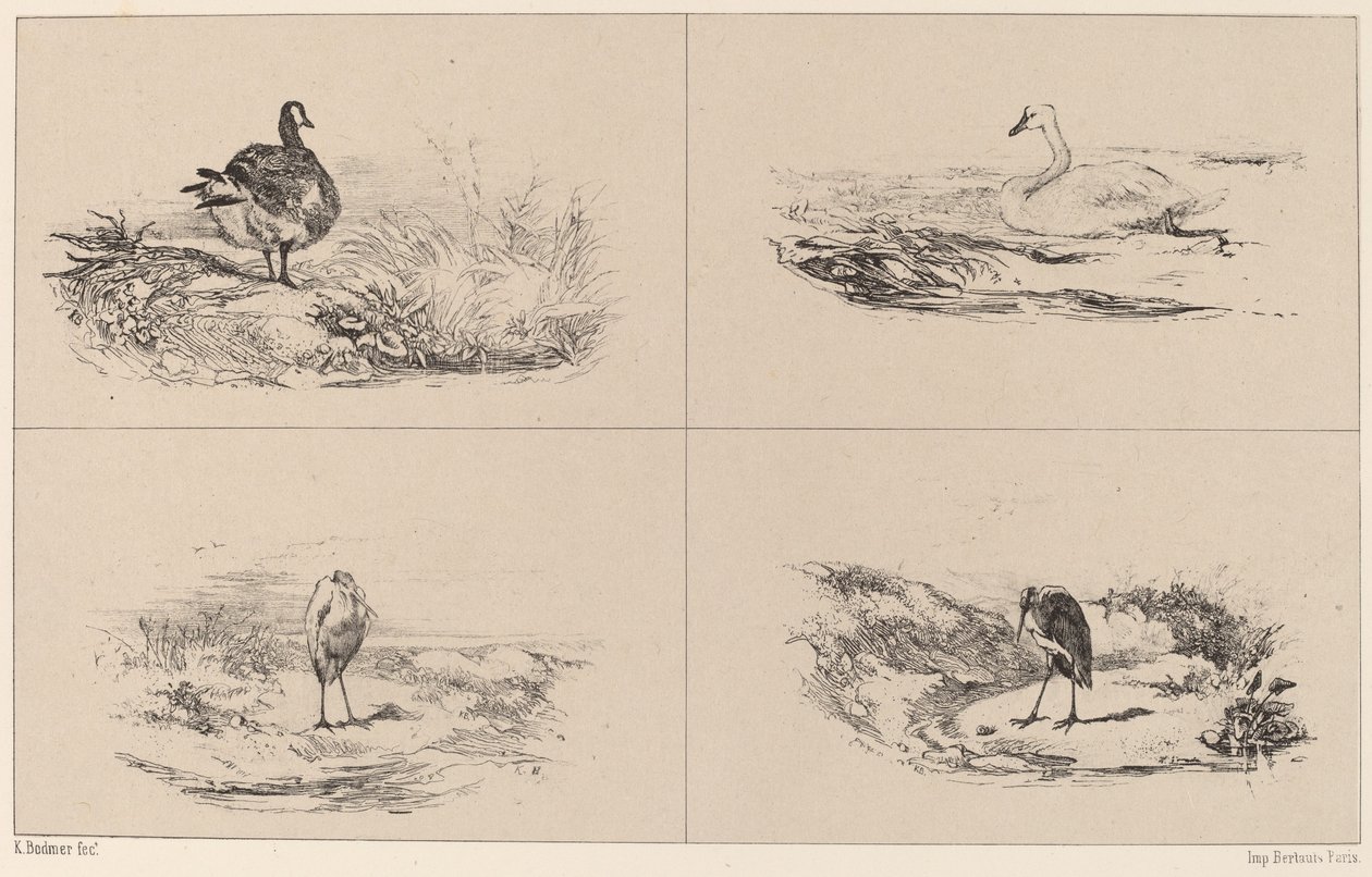 Libák, hattyúk, gémek alkotó: Karl Bodmer