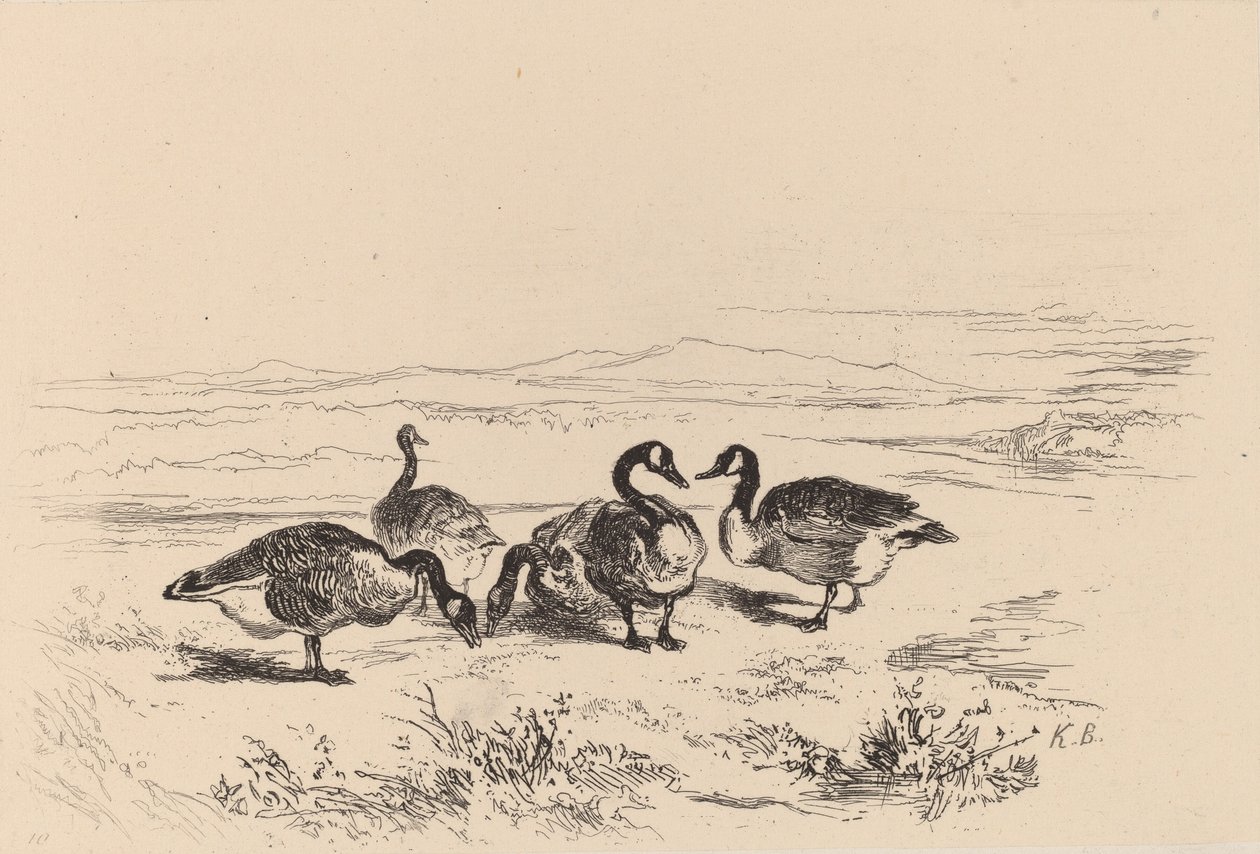 Barna libák. alkotó: Karl Bodmer